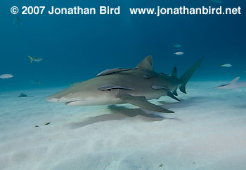 Lemon Shark [Negaprion brevirostris]