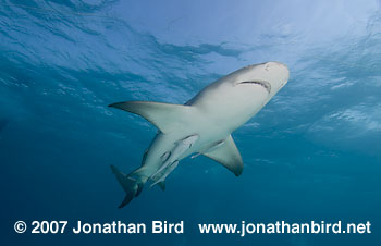 Lemon Shark [Negaprion brevirostris]