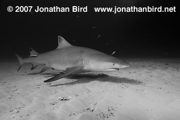 Lemon Shark [Negaprion brevirostris]