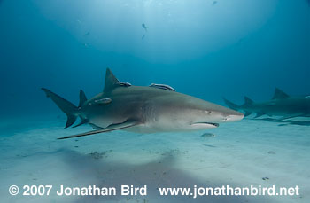 Lemon Shark [Negaprion brevirostris]