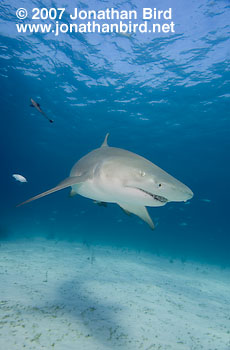 Lemon Shark [Negaprion brevirostris]