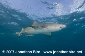 Lemon Shark [Negaprion brevirostris]