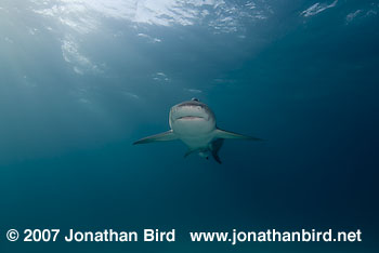 Lemon Shark [Negaprion brevirostris]