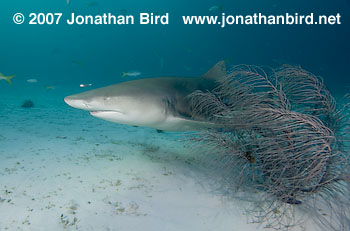 Lemon Shark [Negaprion brevirostris]