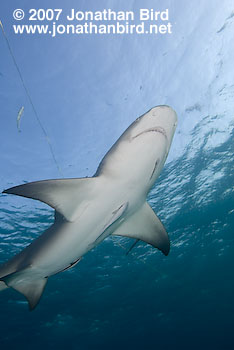 Lemon Shark [Negaprion brevirostris]