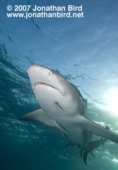 Lemon Shark [Negaprion brevirostris]