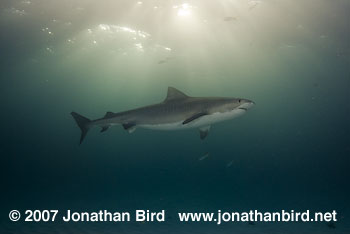Tiger Shark [Geleocerdo cuvier]
