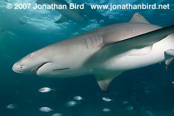 Lemon Shark [Negaprion brevirostris]