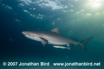 Tiger Shark [Geleocerdo cuvier]