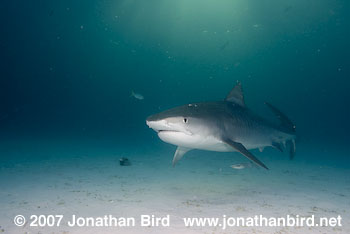 Tiger Shark [Geleocerdo cuvier]