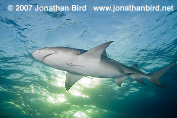 Lemon Shark [Negaprion brevirostris]