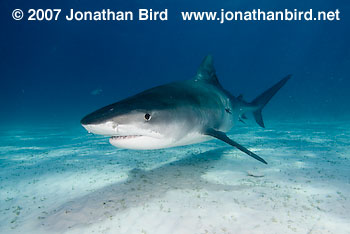 Tiger Shark [Geleocerdo cuvier]