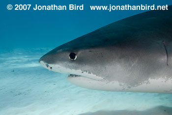 Tiger Shark [Geleocerdo cuvier]