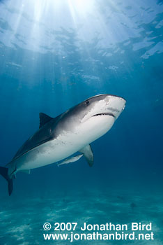 Tiger Shark [Geleocerdo cuvier]