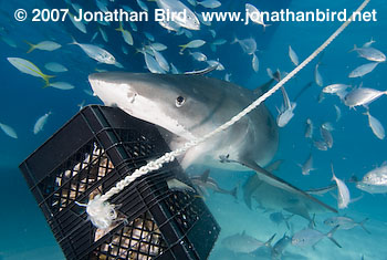 Tiger Shark [Geleocerdo cuvier]