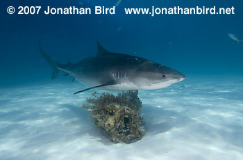 Tiger Shark [Geleocerdo cuvier]