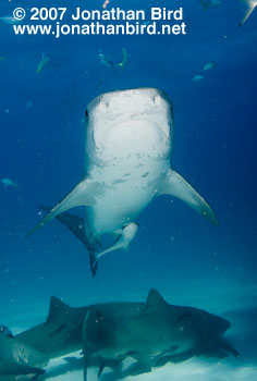 Tiger Shark [Geleocerdo cuvier]