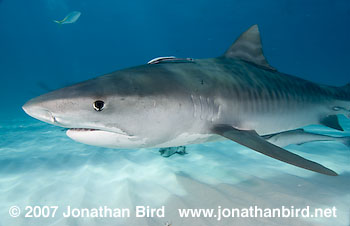 Tiger Shark [Geleocerdo cuvier]