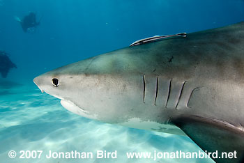 Tiger Shark [Geleocerdo cuvier]