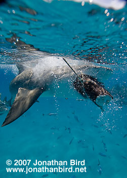 Lemon Shark [Negaprion brevirostris]