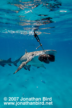 Lemon Shark [Negaprion brevirostris]