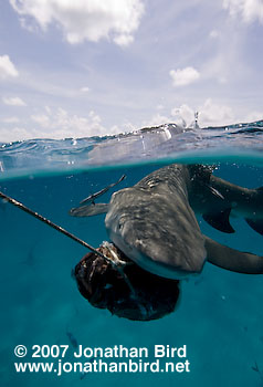 Lemon Shark [Negaprion brevirostris]