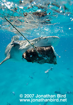 Lemon Shark [Negaprion brevirostris]