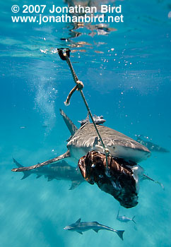 Lemon Shark [Negaprion brevirostris]