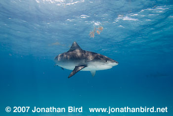 Tiger Shark [Geleocerdo cuvier]