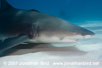 Lemon Shark [Negaprion brevirostris]