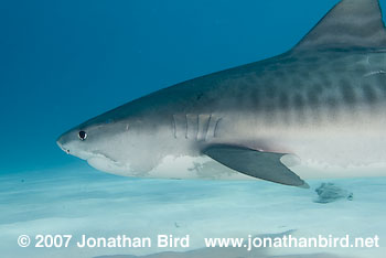 Tiger Shark [Geleocerdo cuvier]