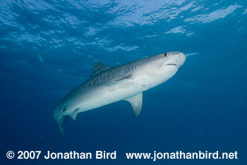 Tiger Shark [Geleocerdo cuvier]