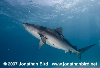 Tiger Shark [Geleocerdo cuvier]