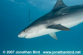 Tiger Shark [Geleocerdo cuvier]