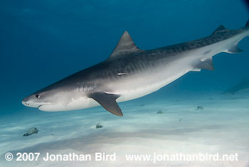 Tiger Shark [Geleocerdo cuvier]