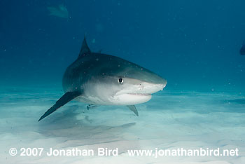 Tiger Shark [Geleocerdo cuvier]