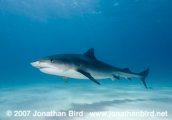 Tiger Shark [Geleocerdo cuvier]