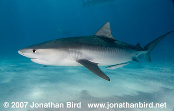 Tiger Shark [Geleocerdo cuvier]