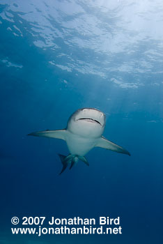 Lemon Shark [Negaprion brevirostris]