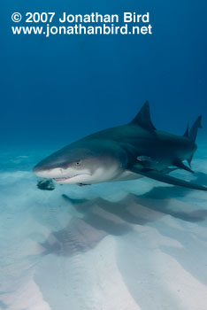 Lemon Shark [Negaprion brevirostris]