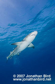 Lemon Shark [Negaprion brevirostris]