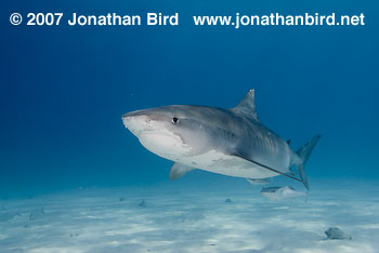 Tiger Shark [Geleocerdo cuvier]