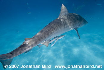 Tiger Shark [Geleocerdo cuvier]