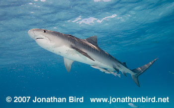 Tiger Shark [Geleocerdo cuvier]