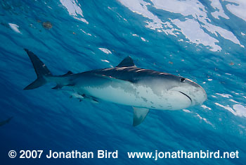 Tiger Shark [Geleocerdo cuvier]