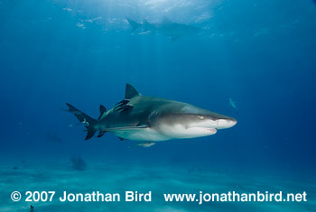 Lemon Shark [Negaprion brevirostris]