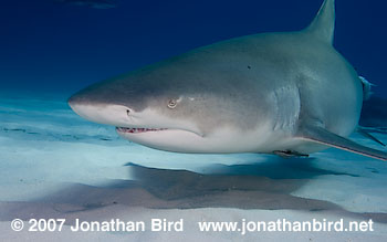 Lemon Shark [Negaprion brevirostris]