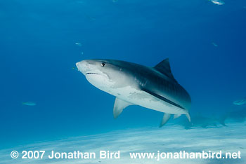 Tiger Shark [Geleocerdo cuvier]