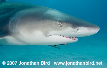 Lemon Shark [Negaprion brevirostris]