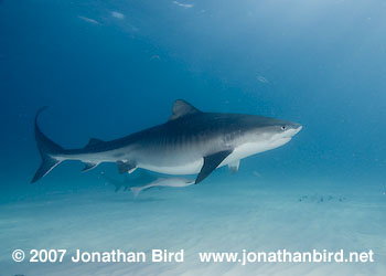 Tiger Shark [Geleocerdo cuvier]